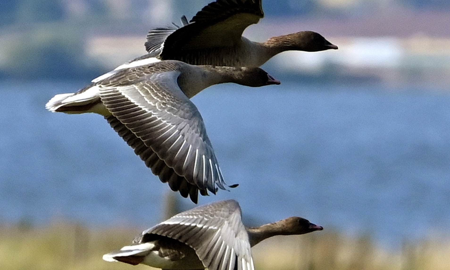 Goosed? Now visiting birds could thwart plans to build AI data centre