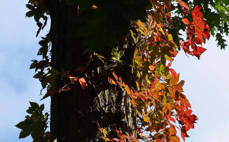 Autumn leaves Northeast Ohio: Photos of fall foliage 2026