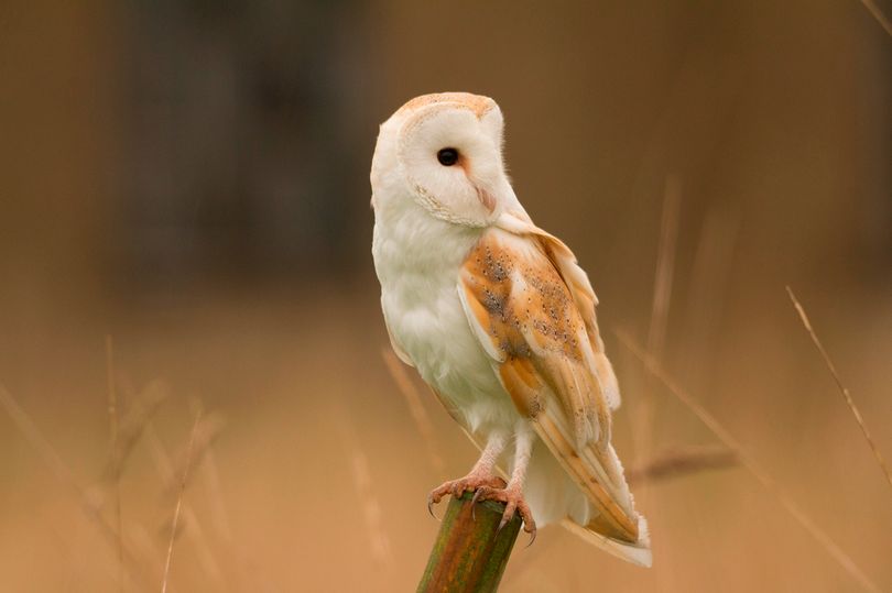 North East wildlife in the spotlight as new UK banknotes announced