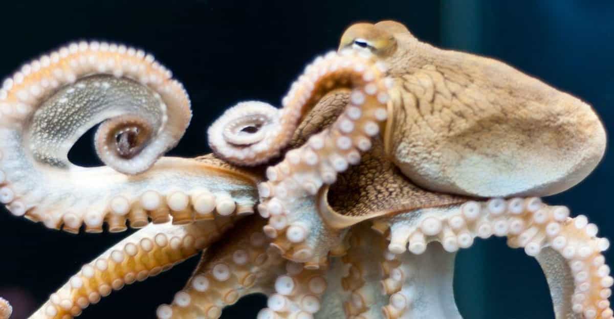 Researchers claim octopuses are alien life forms