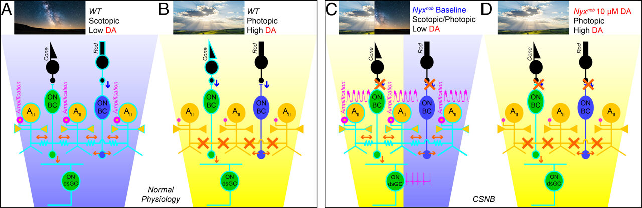 Involuntary eye movements could be targeted by restoring retinal ...