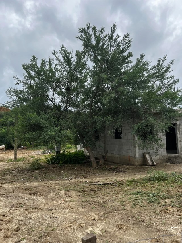 In Mexico, heir fears mother's cinder-block house is a teardown, then ...