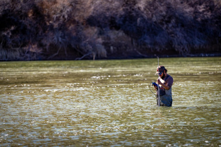Zebra mussels found in Utah’s Colorado River threaten ecosystem
