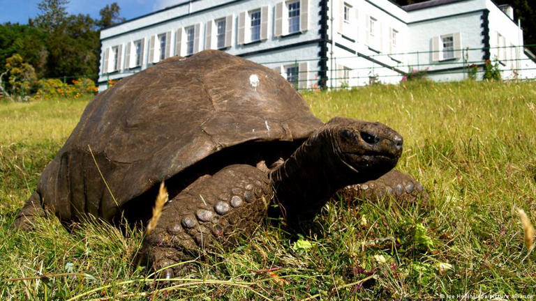 Jonathan, la tortuga de 194 años que podría tener el secreto de la ...
