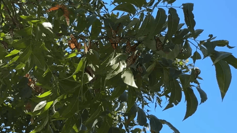 Monarch butterflies make annual stop in Big Country during their fall ...