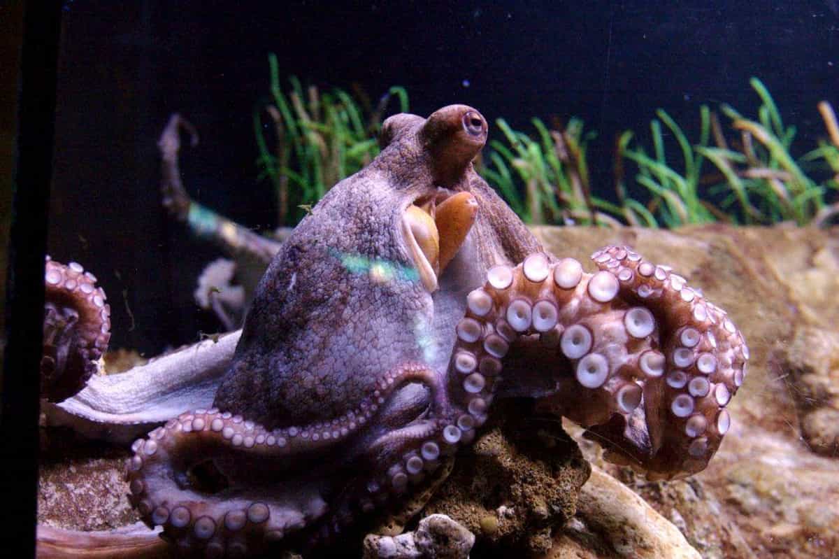 Researchers claim octopuses are alien life forms