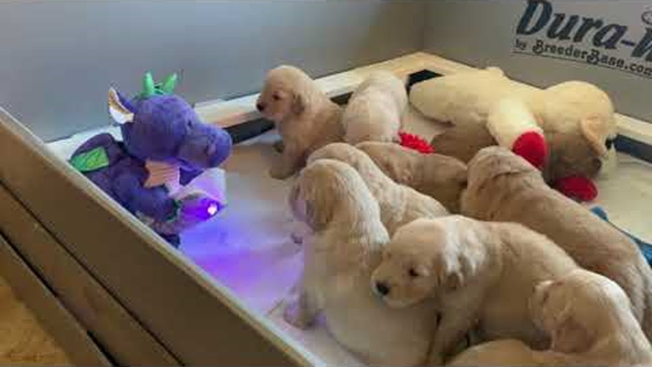 Golden retriever puppies enjoy story time with a dragon