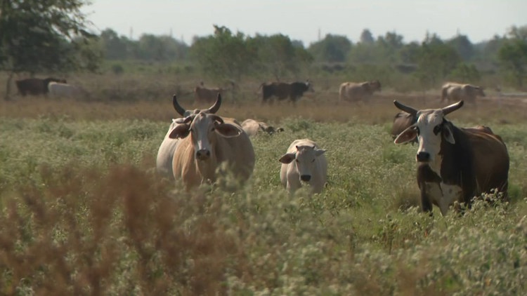 A Waller County rancher says there's a bigger problem behind high beef prices
