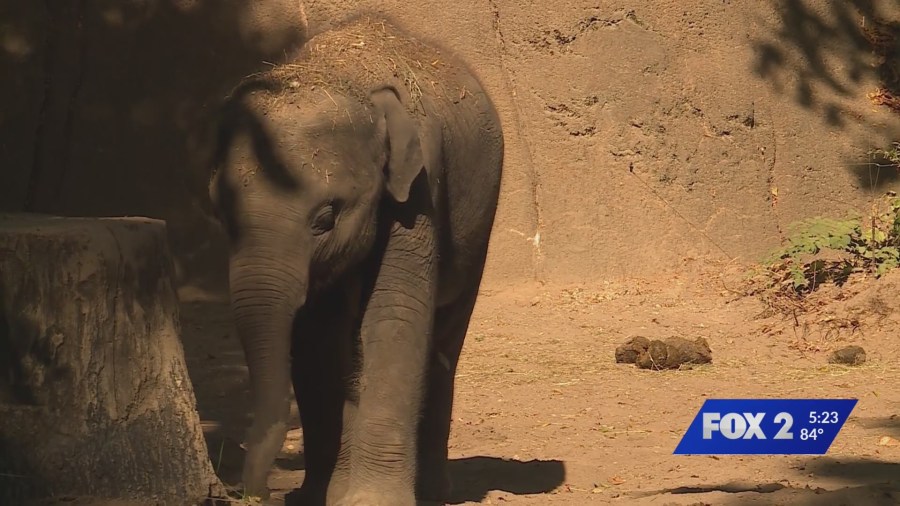 Baby elephant Jet gets life-saving vaccine at Saint Louis Zoo