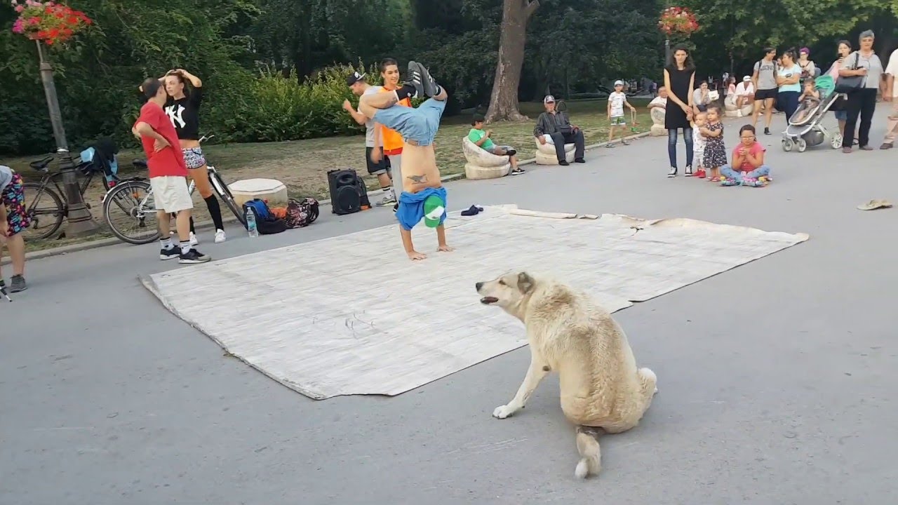 Breakdancing dog steals the show during performance