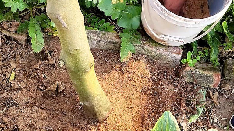 How to reduce the amount of nitrogen in your soil with mulch (not chips ...