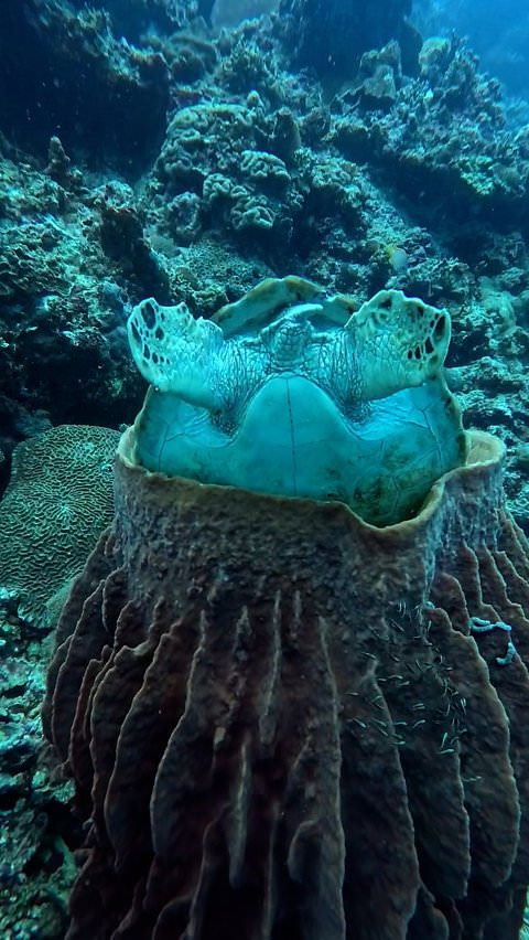 Turtle settles into an unusual position for a nap