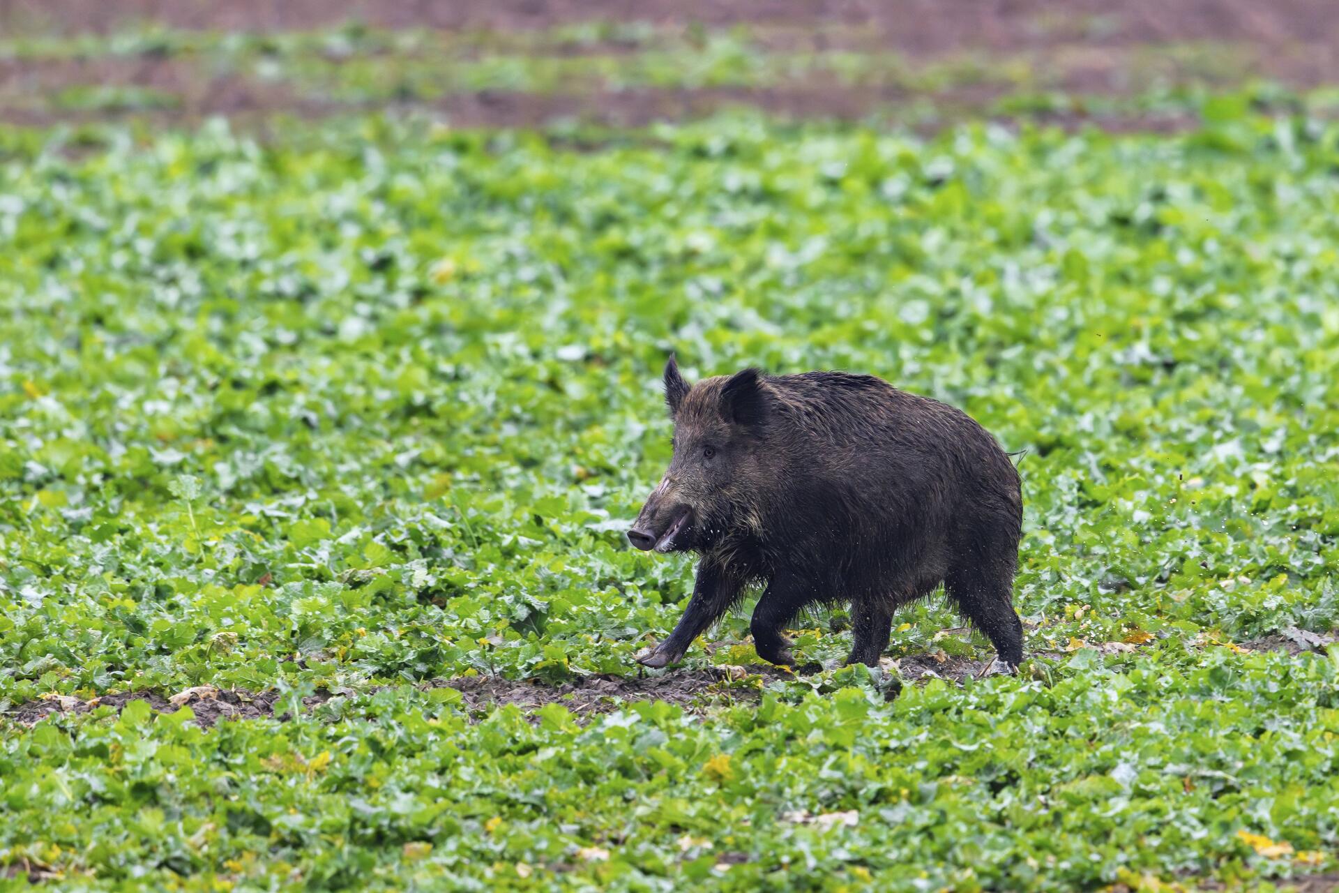 Erstmals in Vitznau erlegen Jäger Wildschwein
