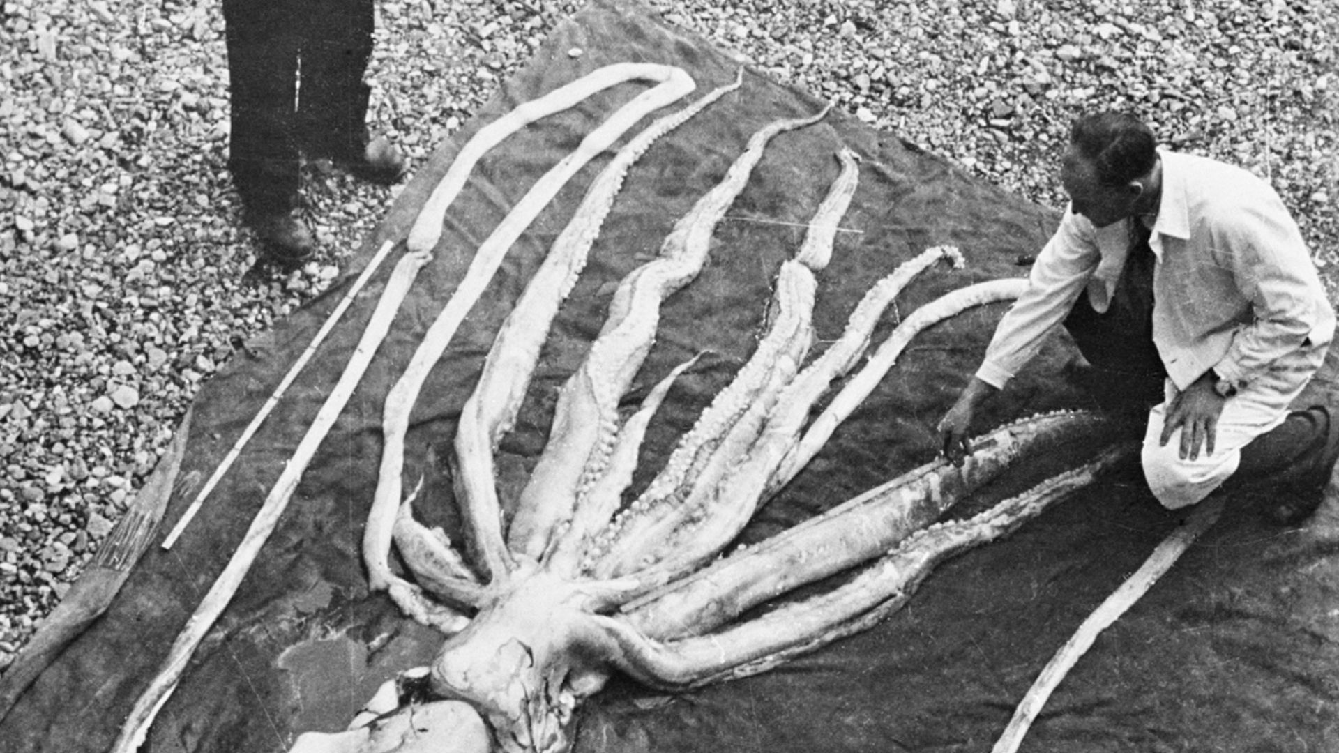 20 rare animals that have only been seen once