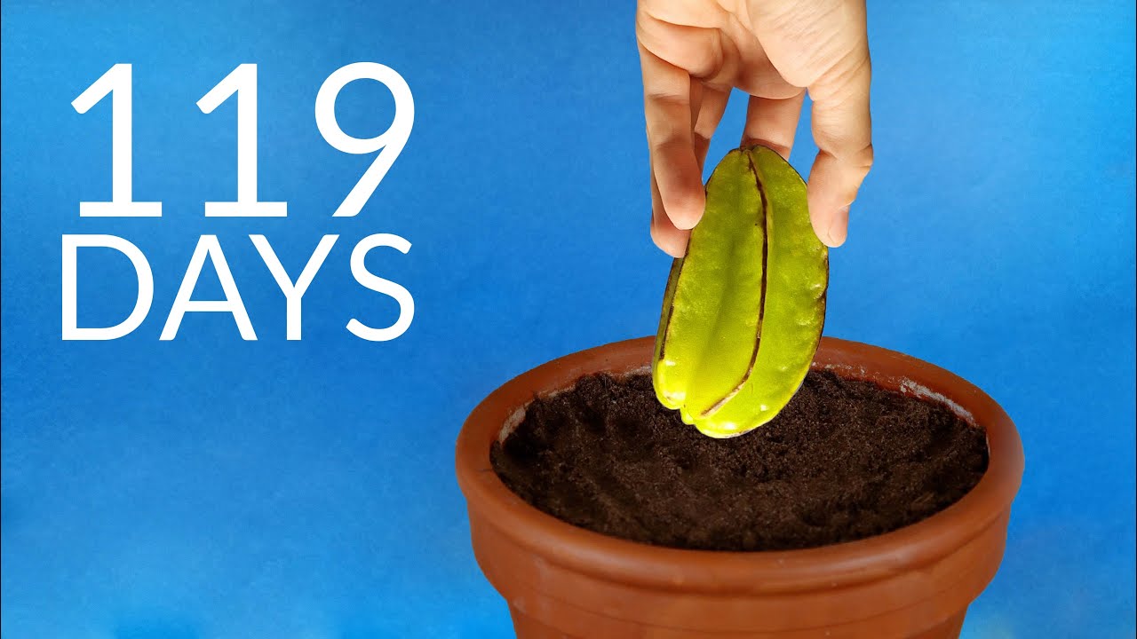 Growing carambola