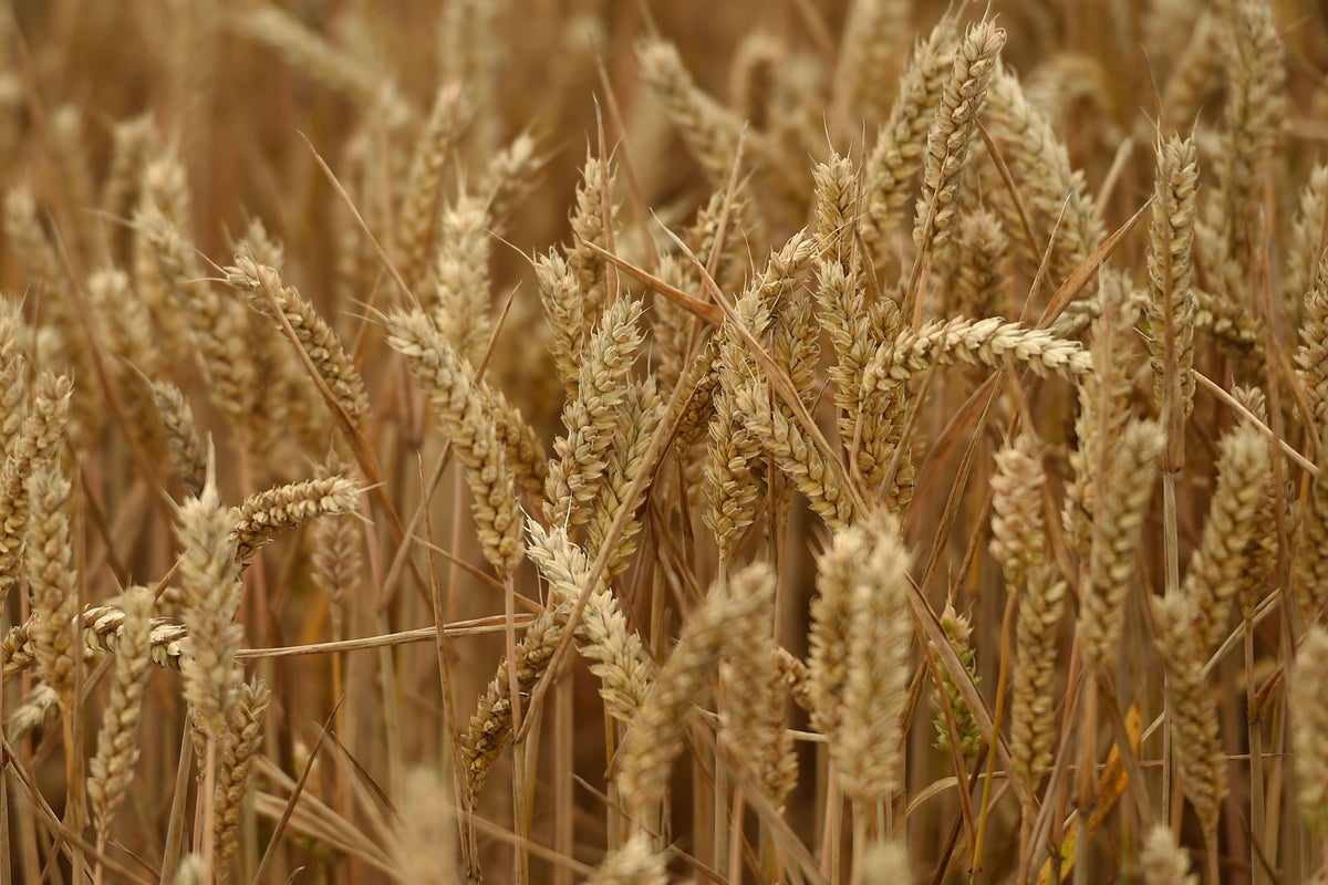 Naturally occurring fungus could help protect wheat from disease – study