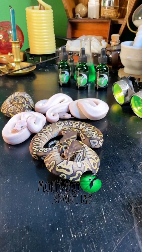 A few feeding tricks!