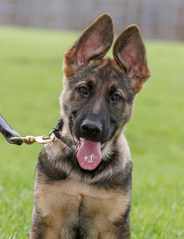 Six pups reporting for duty! Up-and-coming police dogs to start their ...