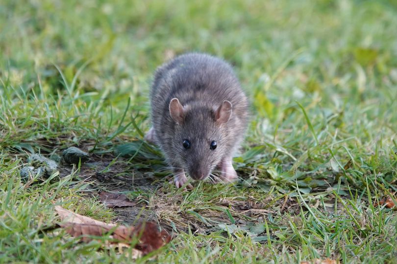 Rats will stay away and look elsewhere if you remove 1 single item from ...