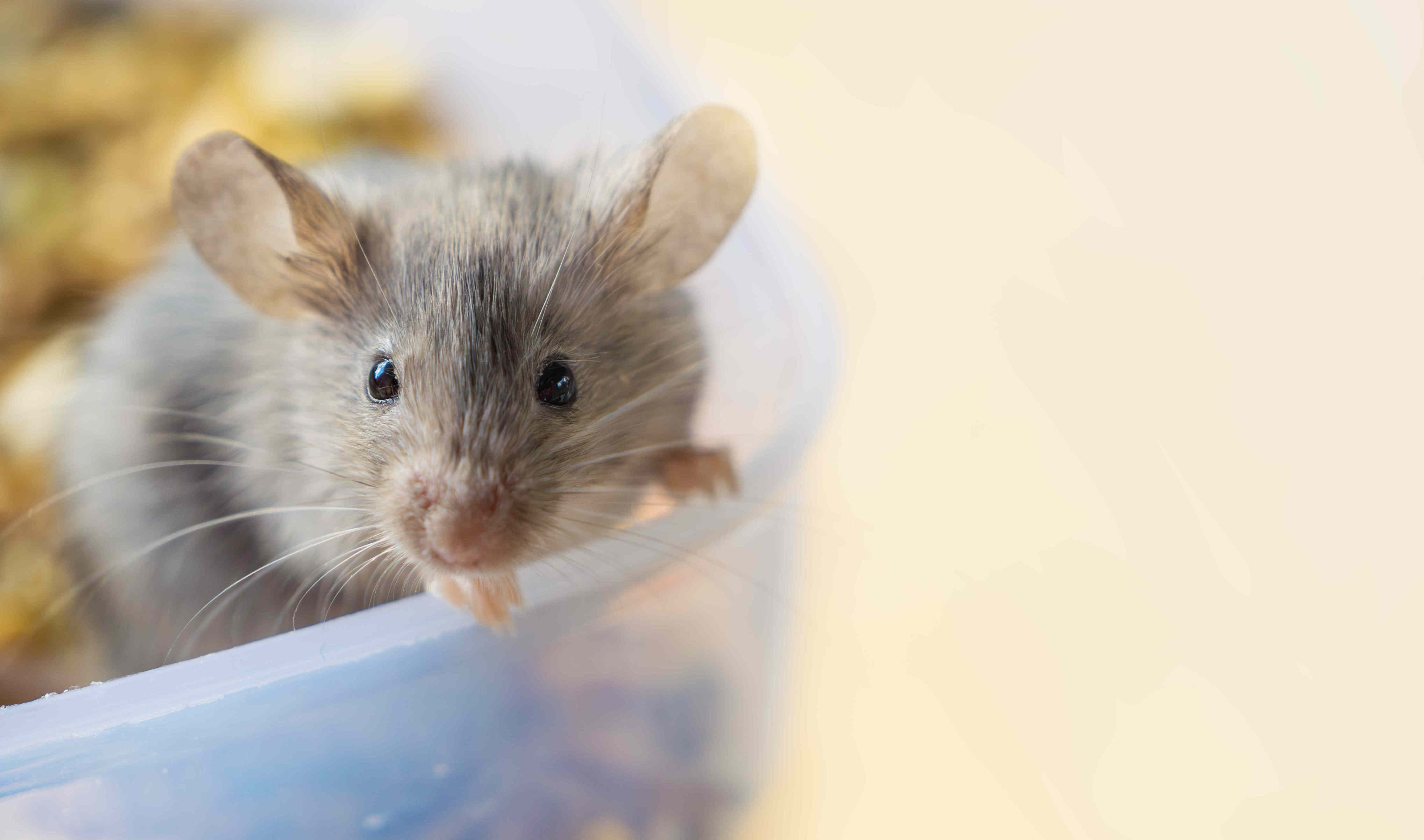 How to identify mouse droppings—and what to do if you find them