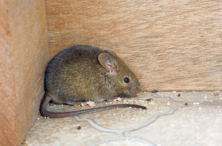 How to identify mouse droppings—and what to do if you find them