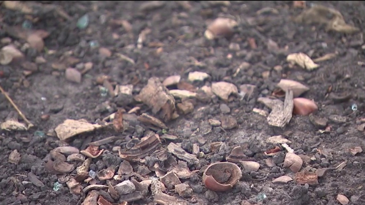Chicago rat problem: Are people making it worse by feeding rats in ...