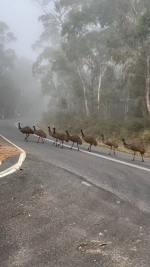 Emus block road in unexpected wildlife encounter in Australia