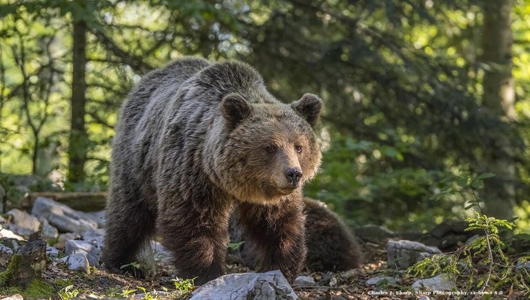 Bear breaks into yurt, kills man, maims woman in Mongolia