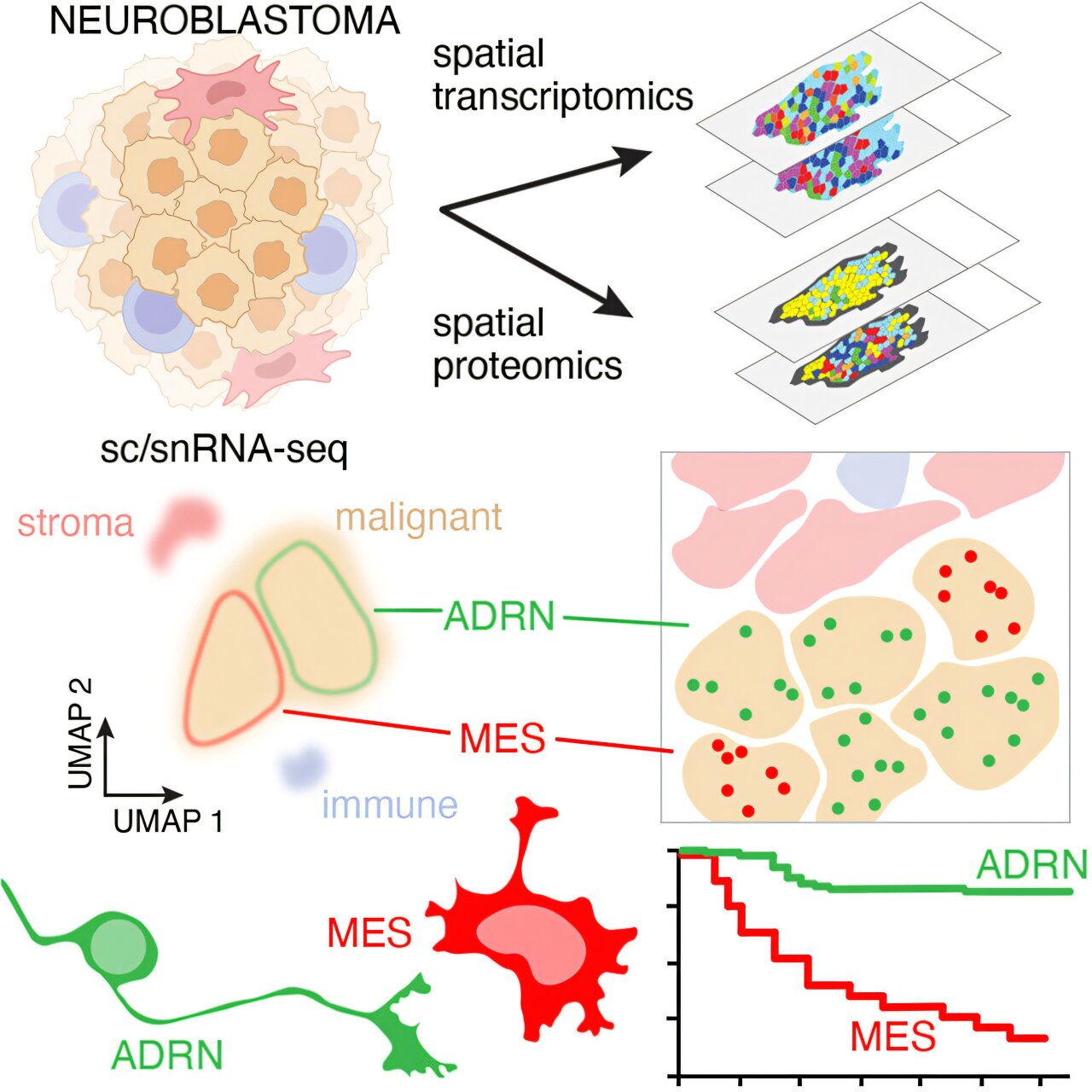 Scientists identify the neuroblastoma cells that signal poor outcomes