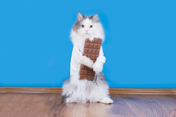 猫に食べさせてはいけない『人のお菓子』3つ 命に関わる恐れも？誤飲した場合の対処法まで