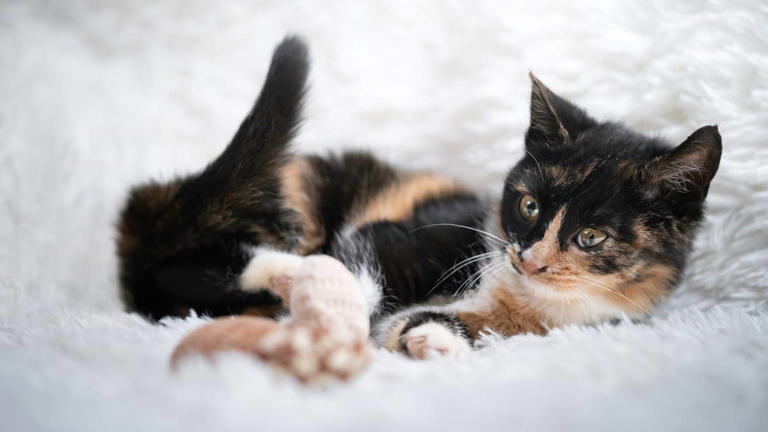 Rare male chimera tortie cat looks like the cutest chocolate caramel ...