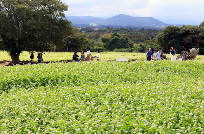 Buckwheat flowers on Jeju