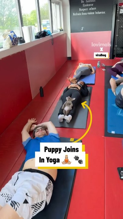 Puppy enjoys yoga a little too much
