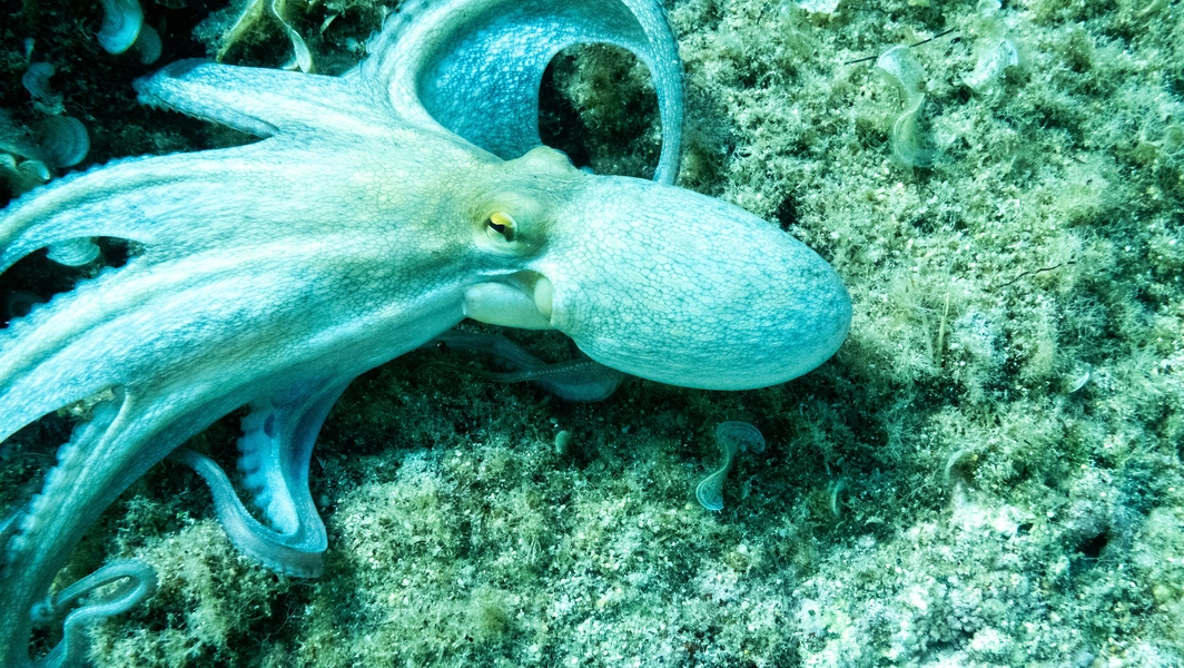 Octopus changes color 177 times in an hour to evade predators