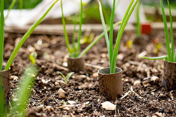 Brits told to put toilet roll tubes in gardens this month