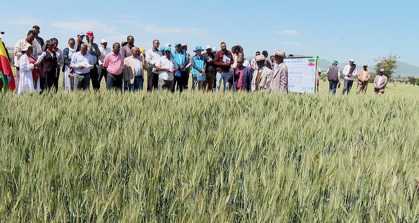 Soil health restoring efforts improving crop productivity: Director
