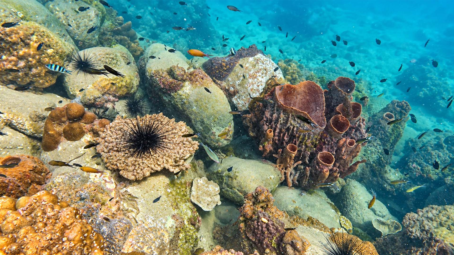 Snorkelen bij de heldere riffen en rustige stranden van Koh Rong