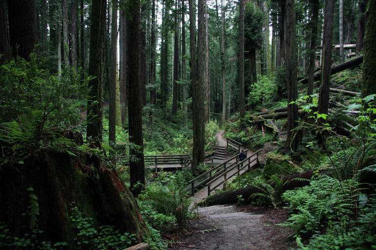 Hiker dies months after suffering life-altering injuries in NorCal ...