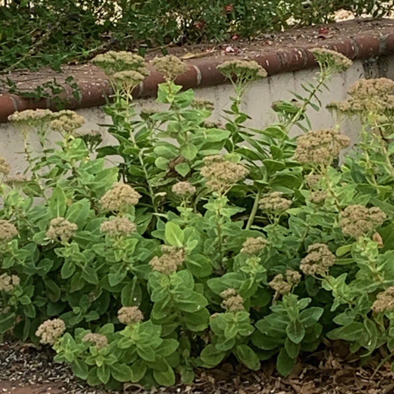 Tom Karwin, on gardening | Patterns for creative planting