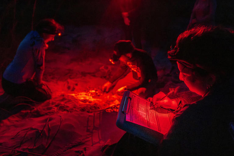 Peek inside Georgia’s record-setting sea turtle nesting season