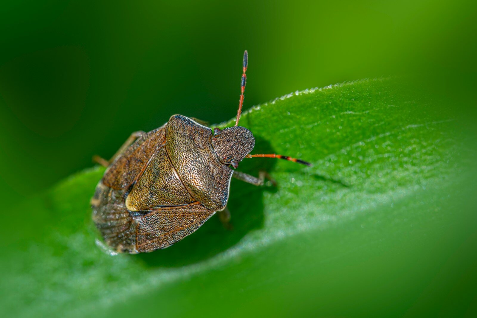 Why stink bugs invade your house and how to stop them