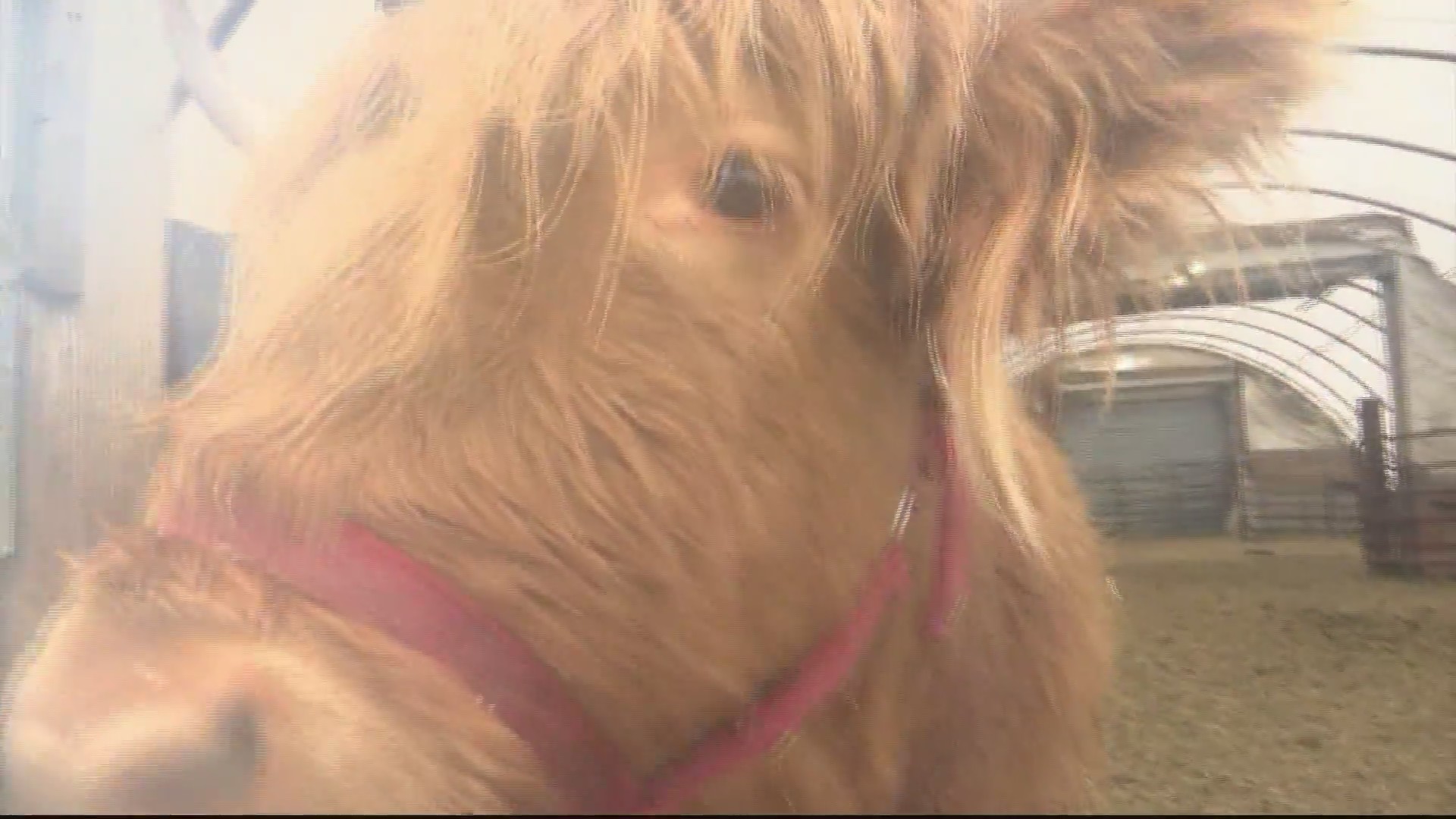 Seamus the cow and Cheryl