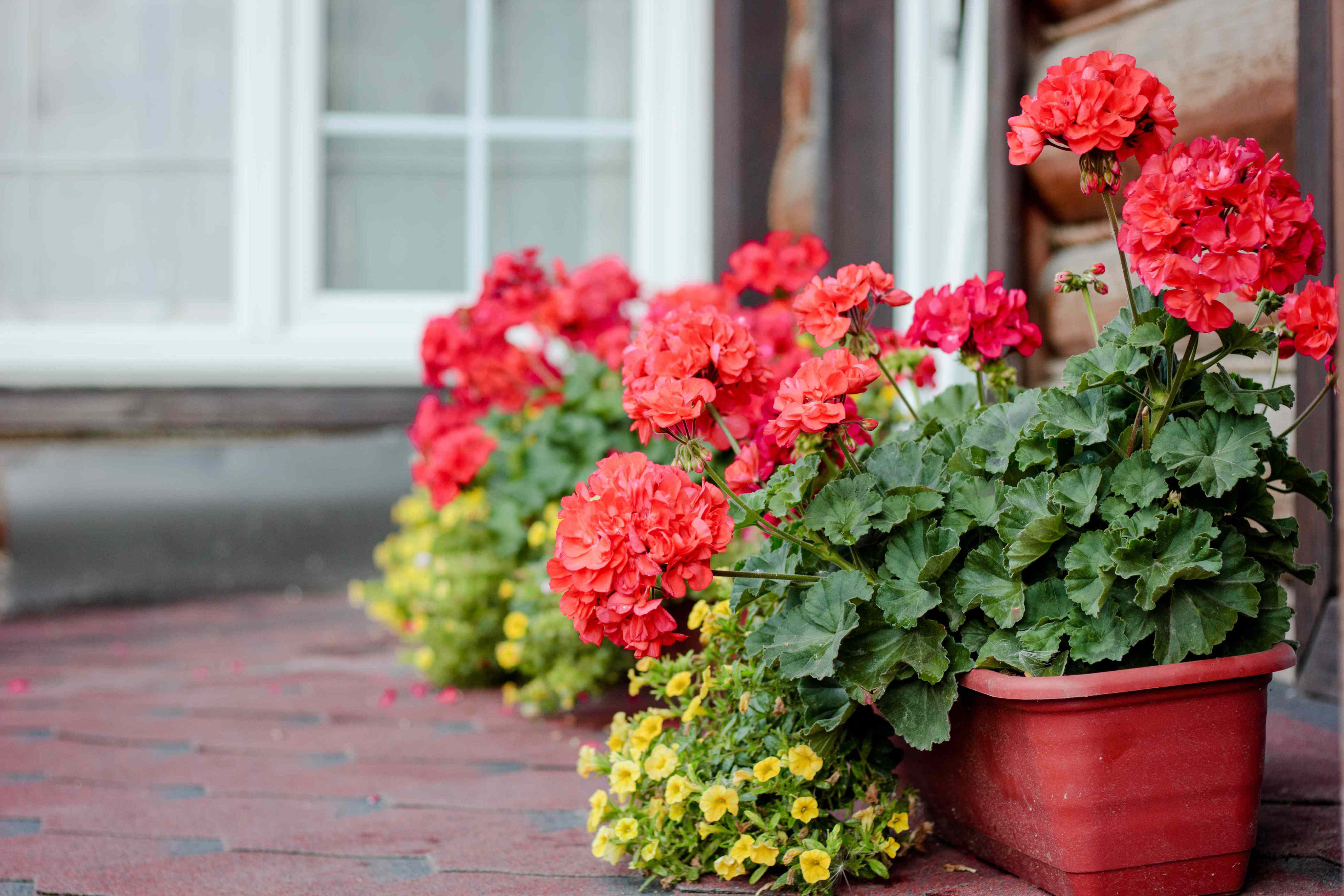 Overwinter your geraniums now so they grow back bigger and stronger ...