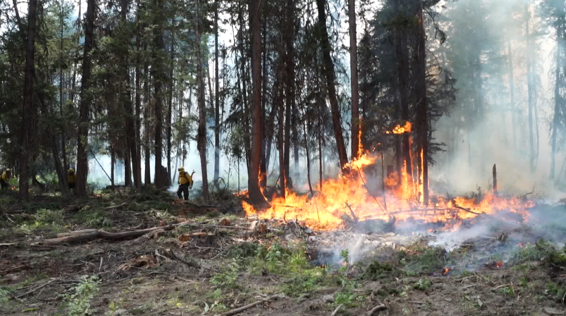 SFU study says climate-driven wildfires could cost future generations ...