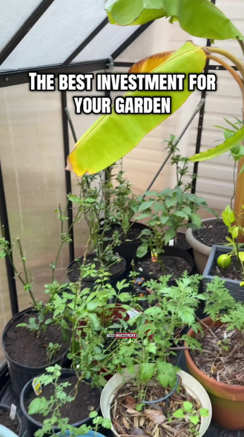 A simple guide to overwintering container fruit trees