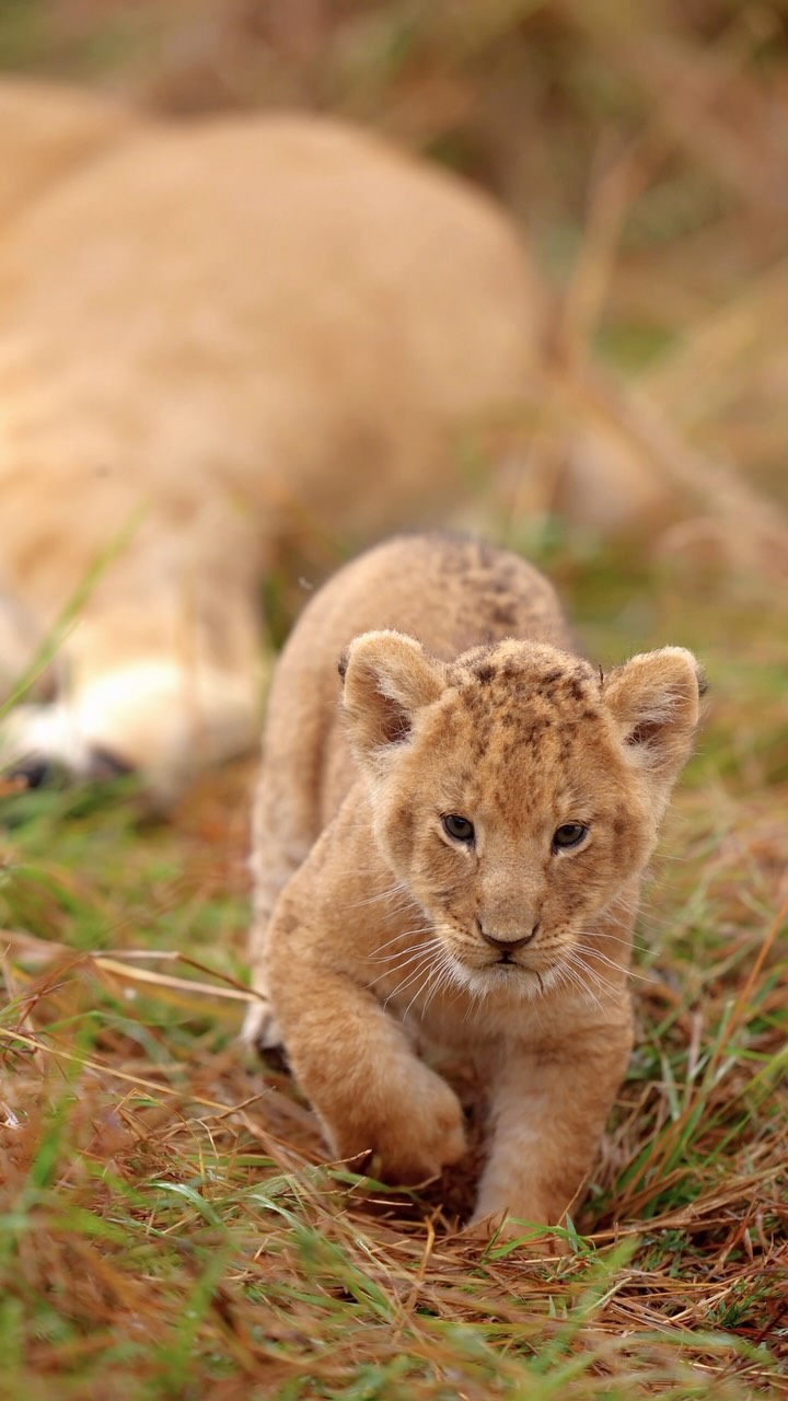 Unforgettable wildlife encounters in their natural habitat