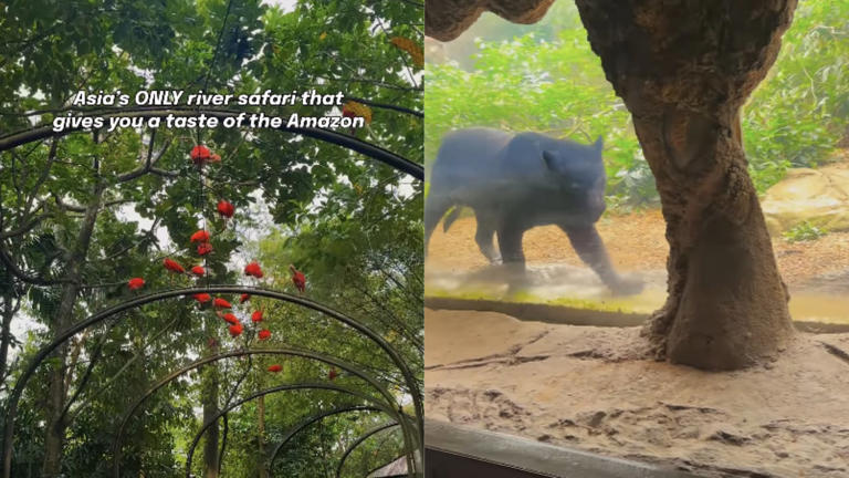 This river safari in Asia will make you feel like you are in the Amazon