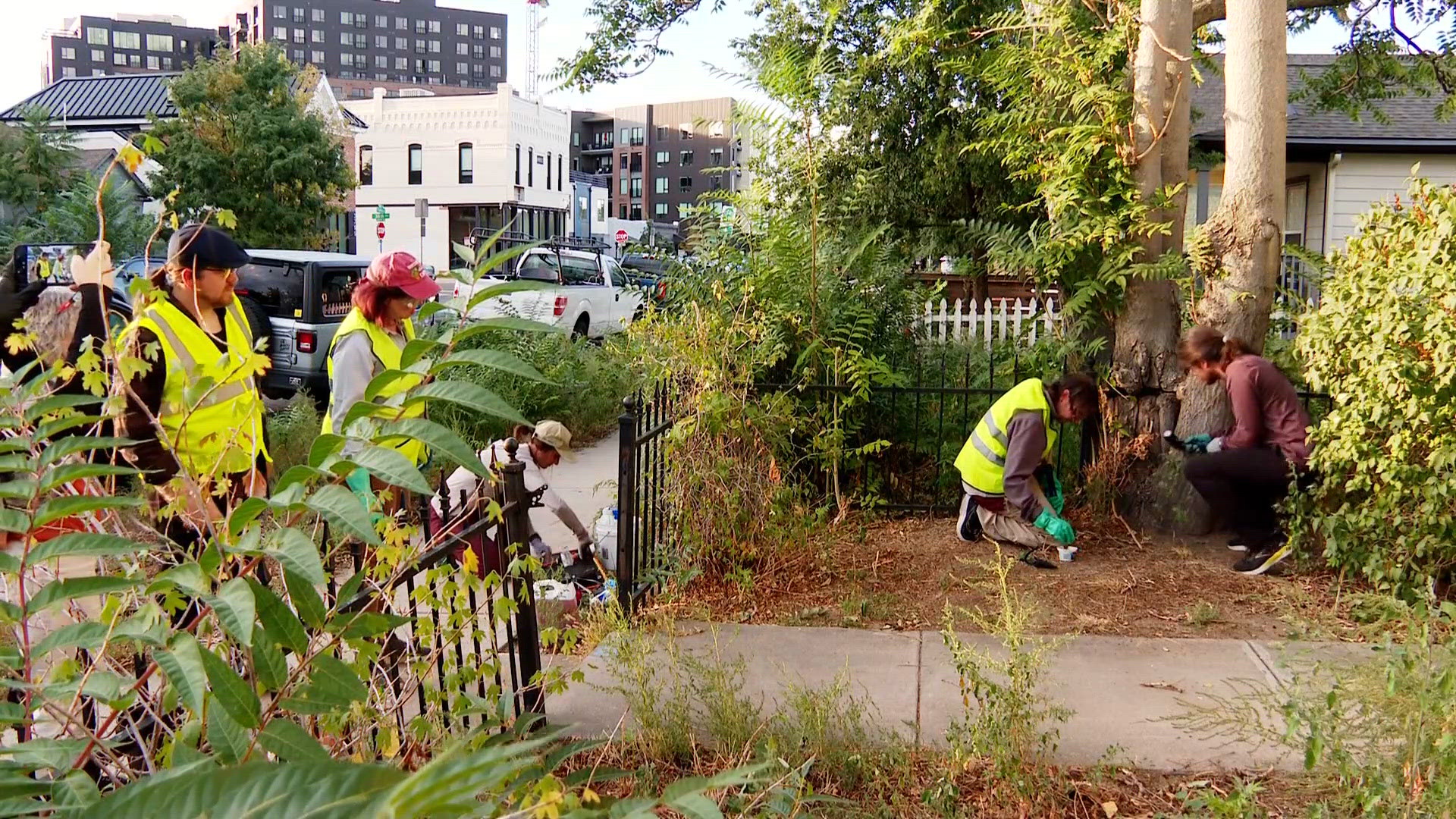Local group works to kill invasive tree of heaven in Denver's neighborhoods