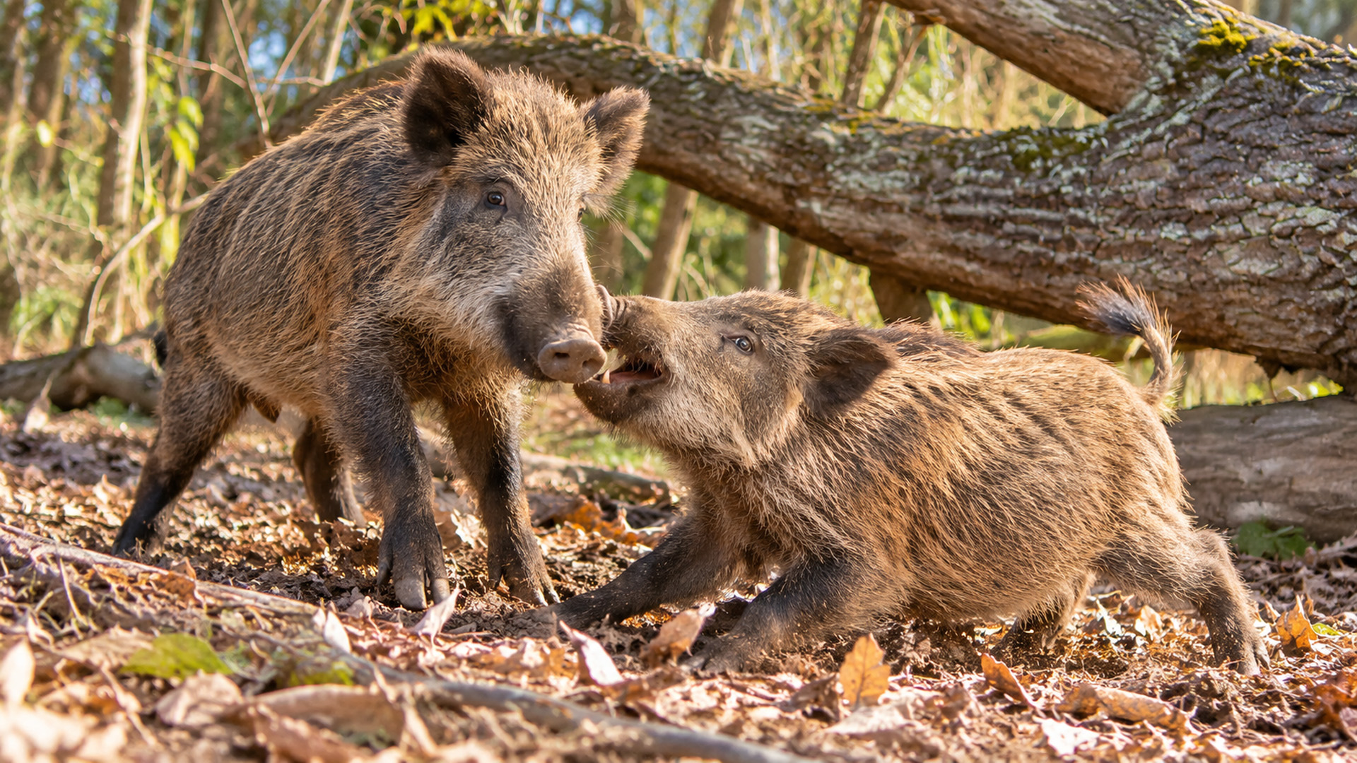 What happened when these two wild boars met beneath the fallen tree?