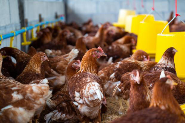 Chicken farm 80,000 bird expansion can move forward without eco check